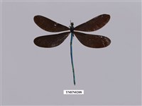 藏品(白痣珈蟌)的圖片